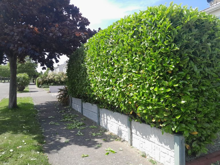 Hedge Shaping